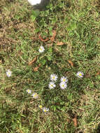 Слика од Symphyotrichum subulatum var. ligulatum S. D. Sundberg