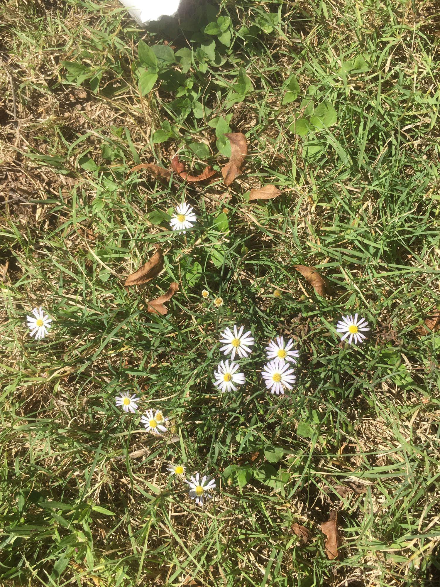 Слика од Symphyotrichum subulatum var. ligulatum S. D. Sundberg