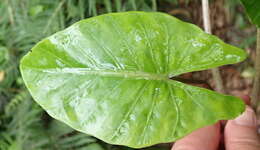 Alocasia odora (G. Lodd.) Spach resmi