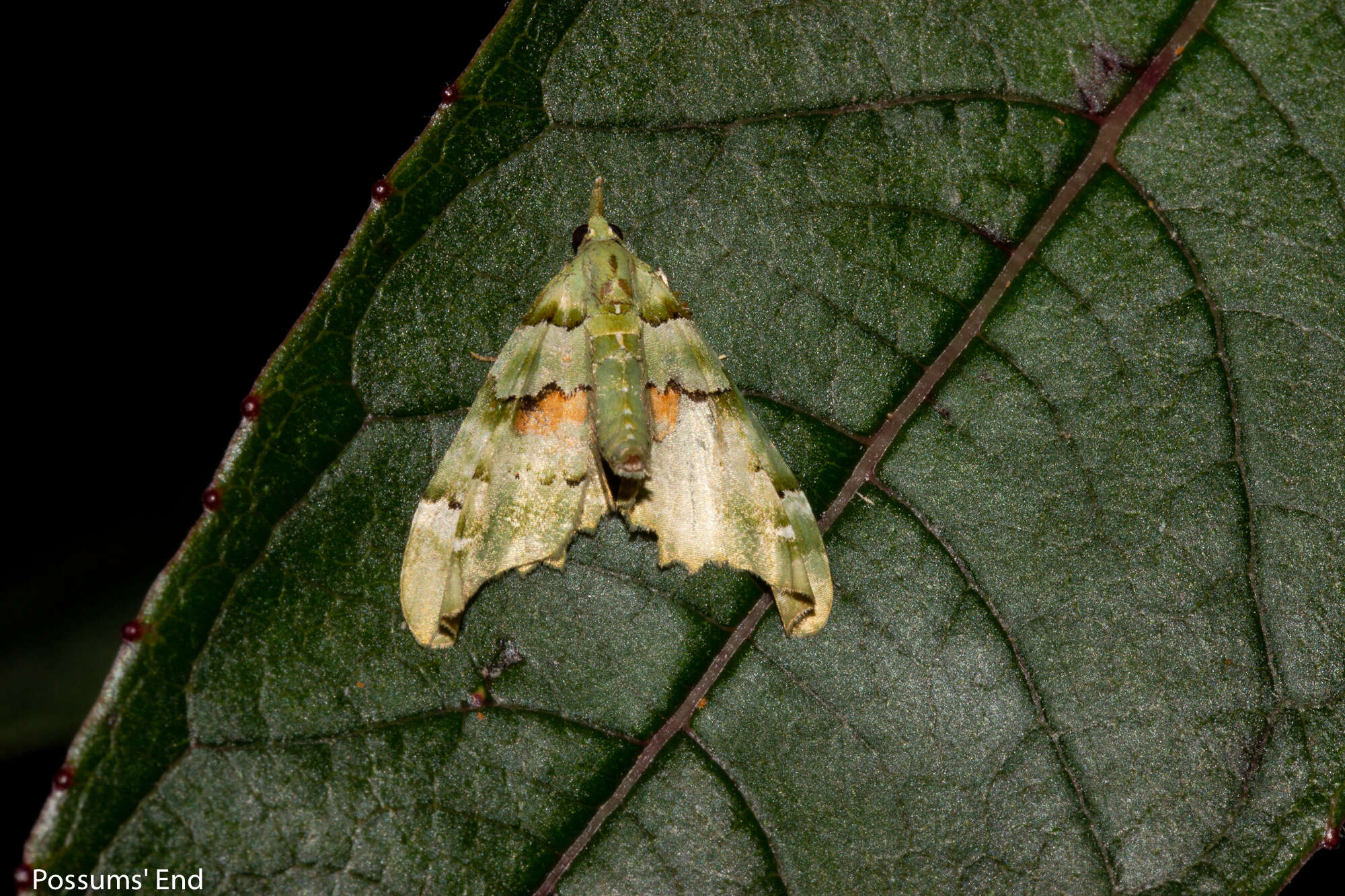 Image of Lawyer pug moth
