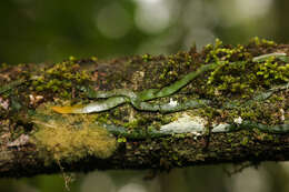 Image of leafless bentspur orchid