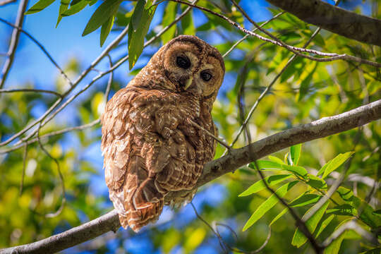 Image of Northern Spotted Owl