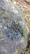 Image of blue skin lichen