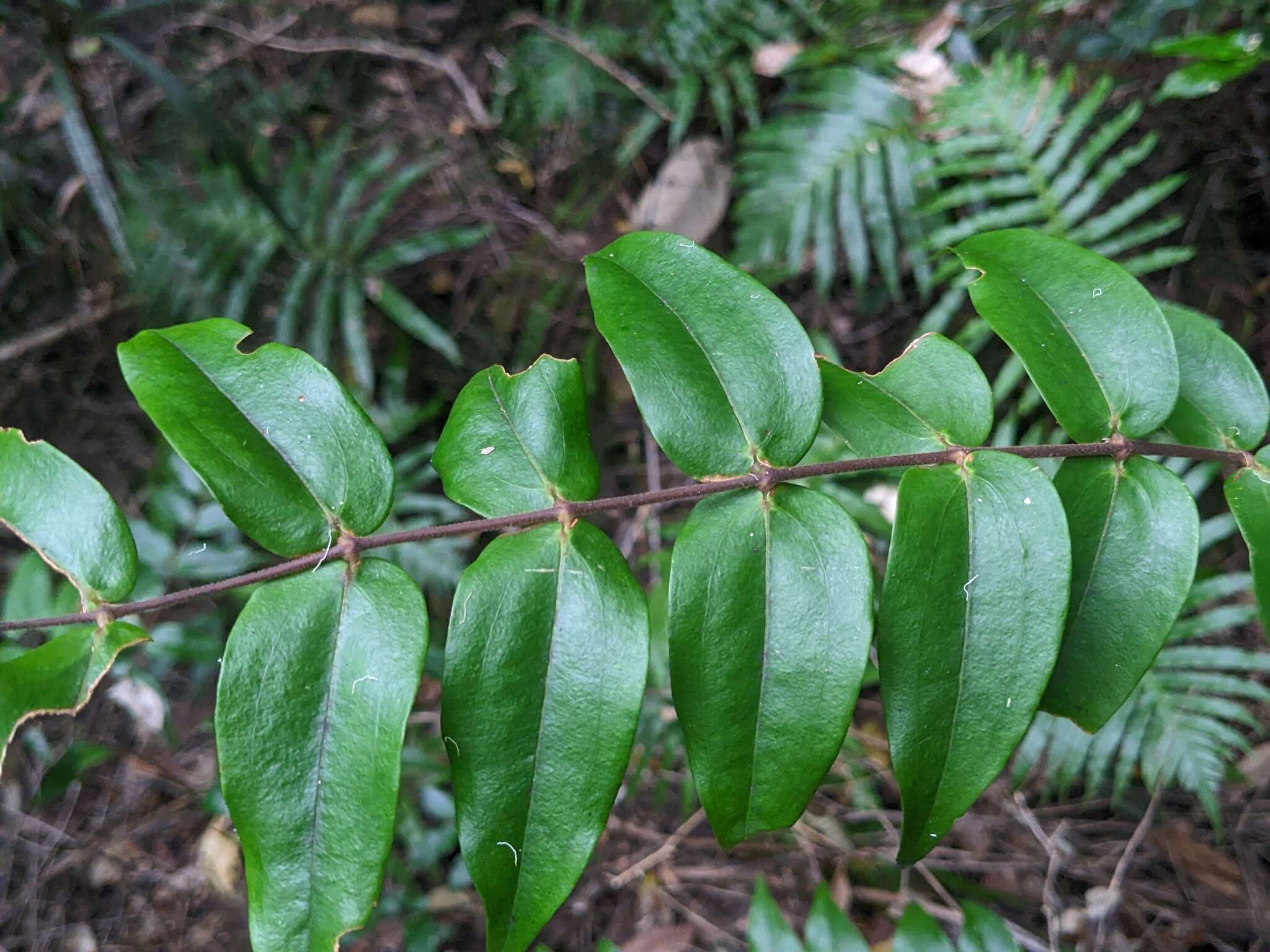 Image of Ripogonum fawcettianum F. Muell. ex Benth.