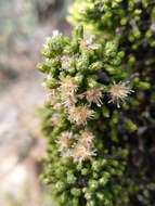 Image de Ozothamnus scutellifolius Hook. fil.