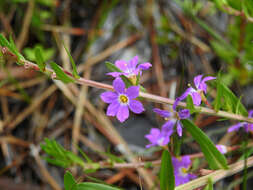 Image of False Grass-poly