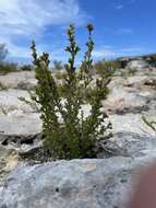 Image of saltwater bush