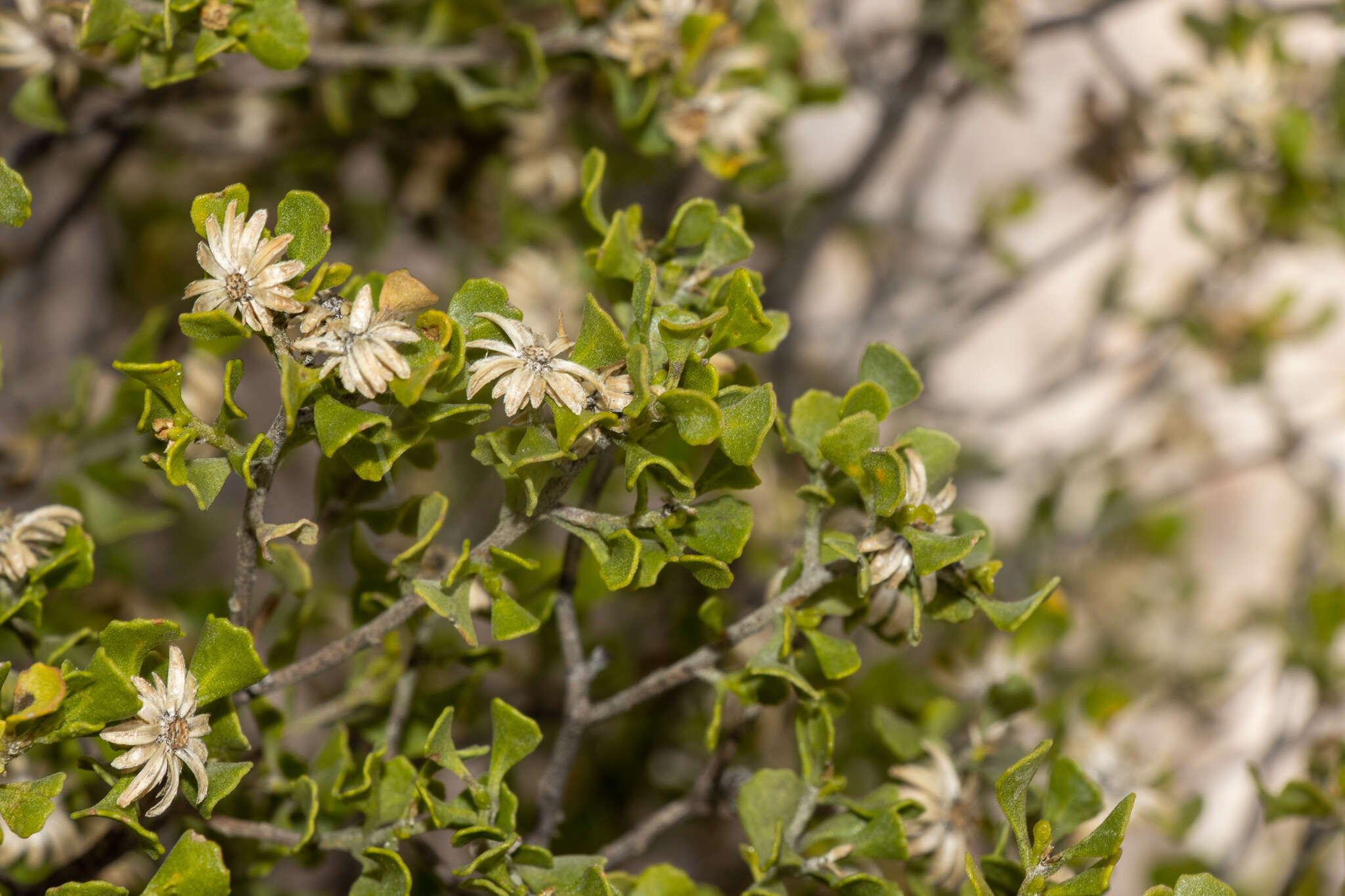 Image of Dusky Daisy-bush