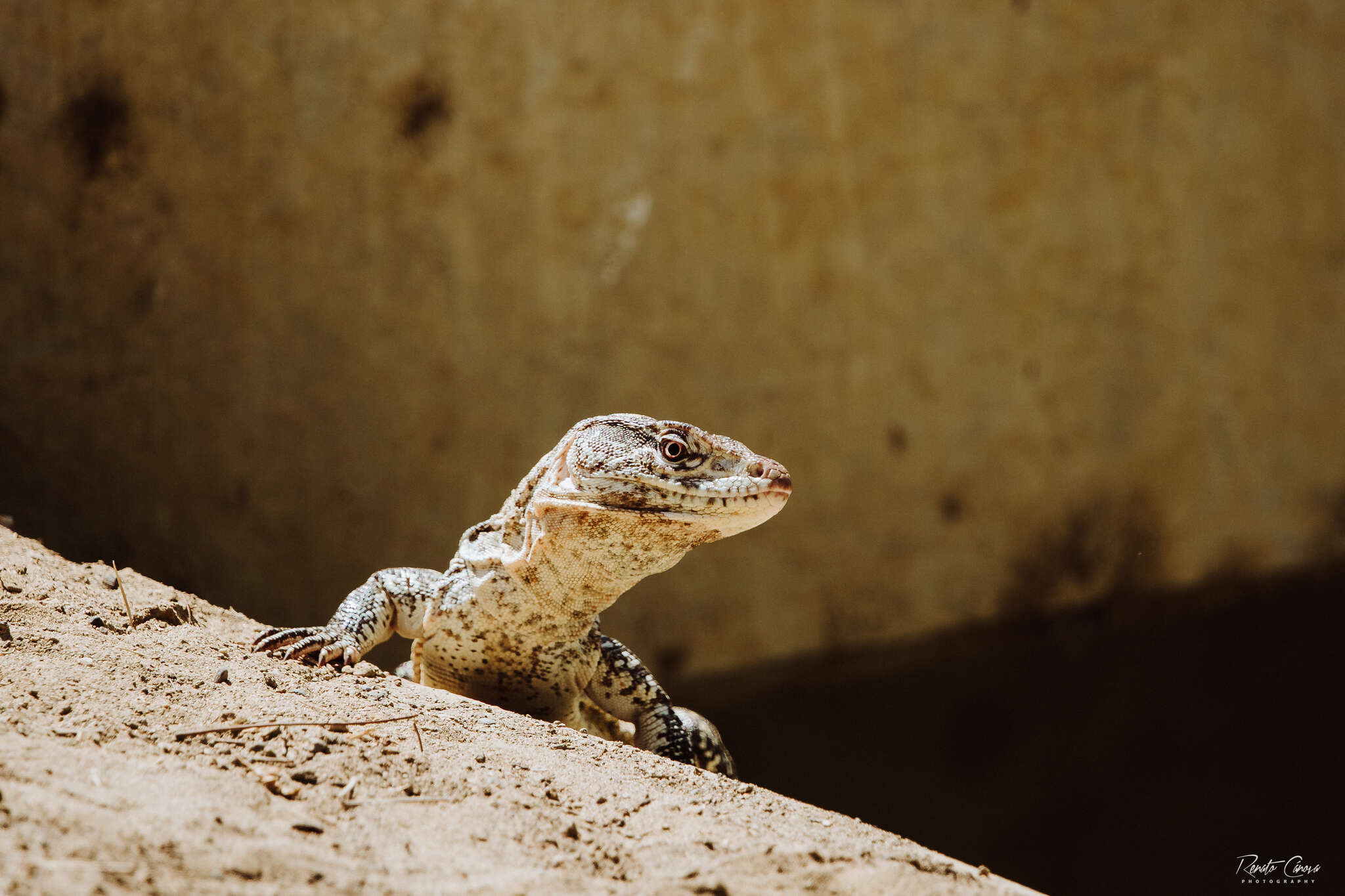 صورة Callopistes flavipunctatus (Duméril & Bibron 1839)