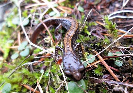 Image of Larch Mountain salamander