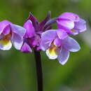 Spathoglottis parviflora Kraenzl.的圖片