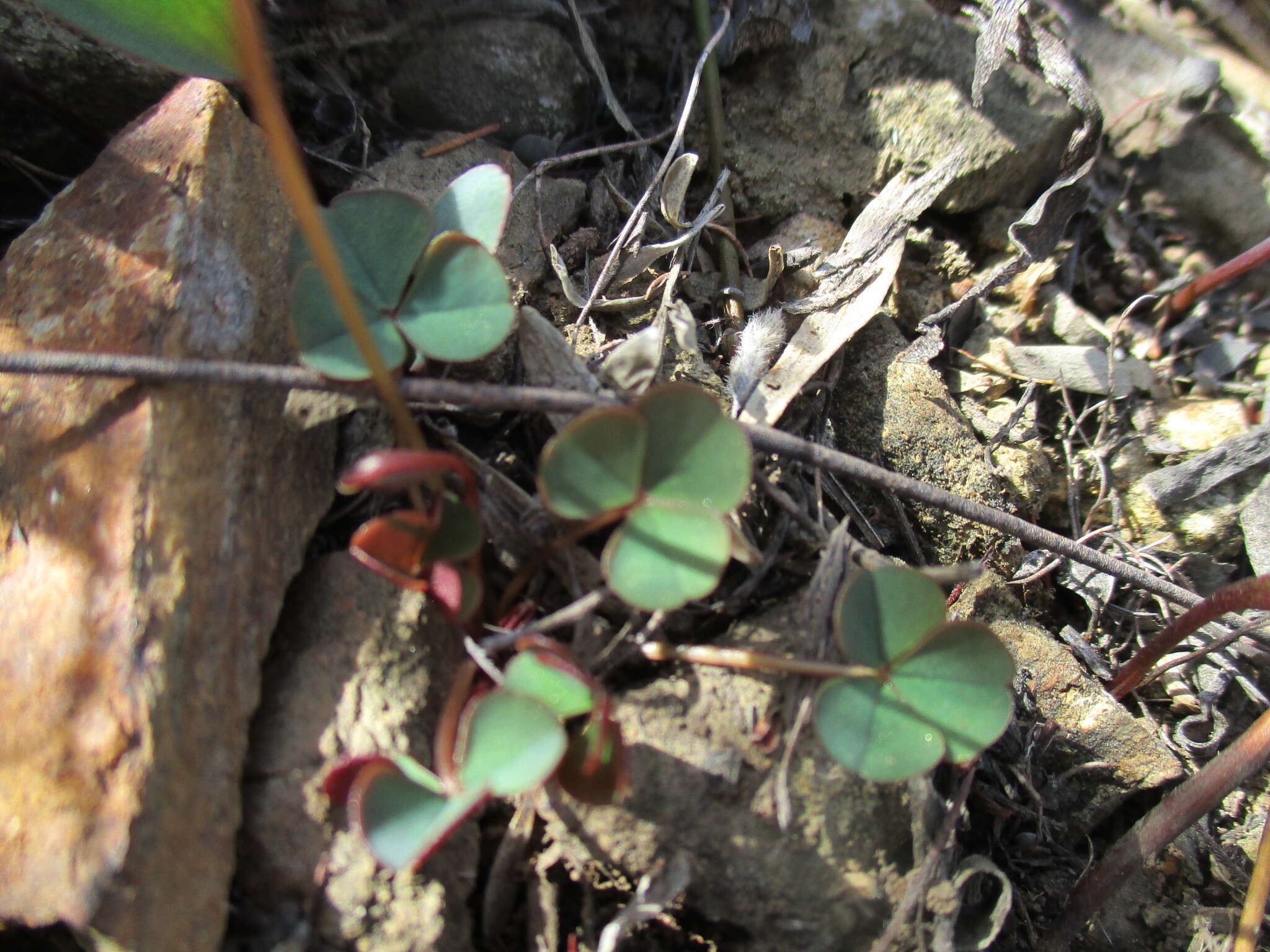 Image of Oxalis commutata Sond.