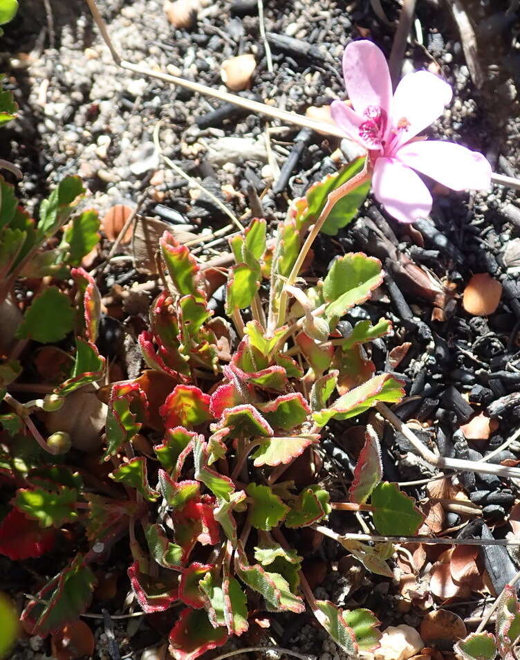 Image of Pelargonium burgerianum J. J. A. Van der Walt