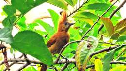 Image of Caatinga Cacholote