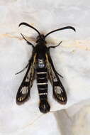 Image of Pyropteron aistleitneri (Spatenka 1992)