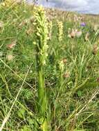 Image of Northern green orchid