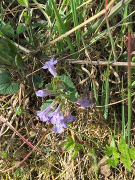 Image of Glechoma hirsuta Waldst. & Kit.