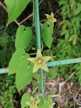 Image of Polystemma viridiflorum Decne.