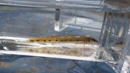 Image of Eastern Sand Darter