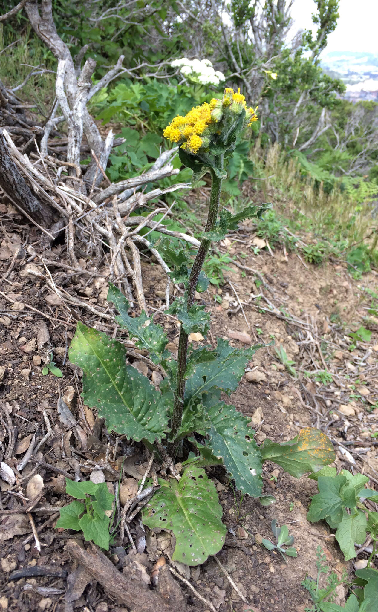 Senecio aronicoides DC. resmi