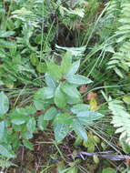 Image of balsam willow