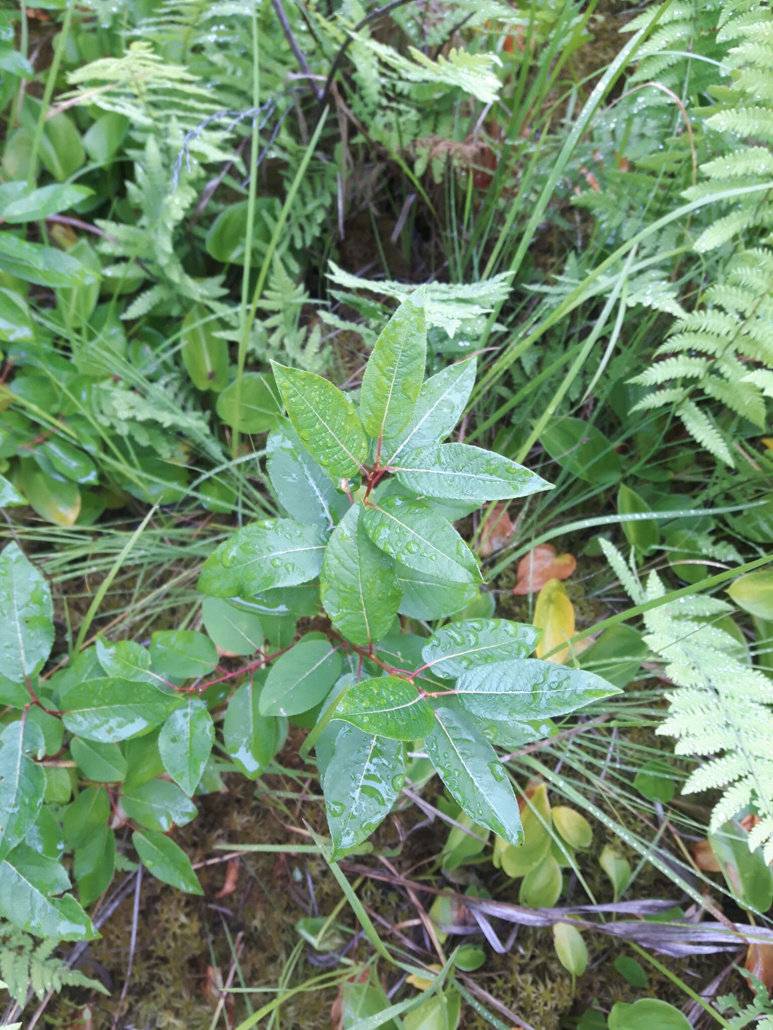 Image of balsam willow