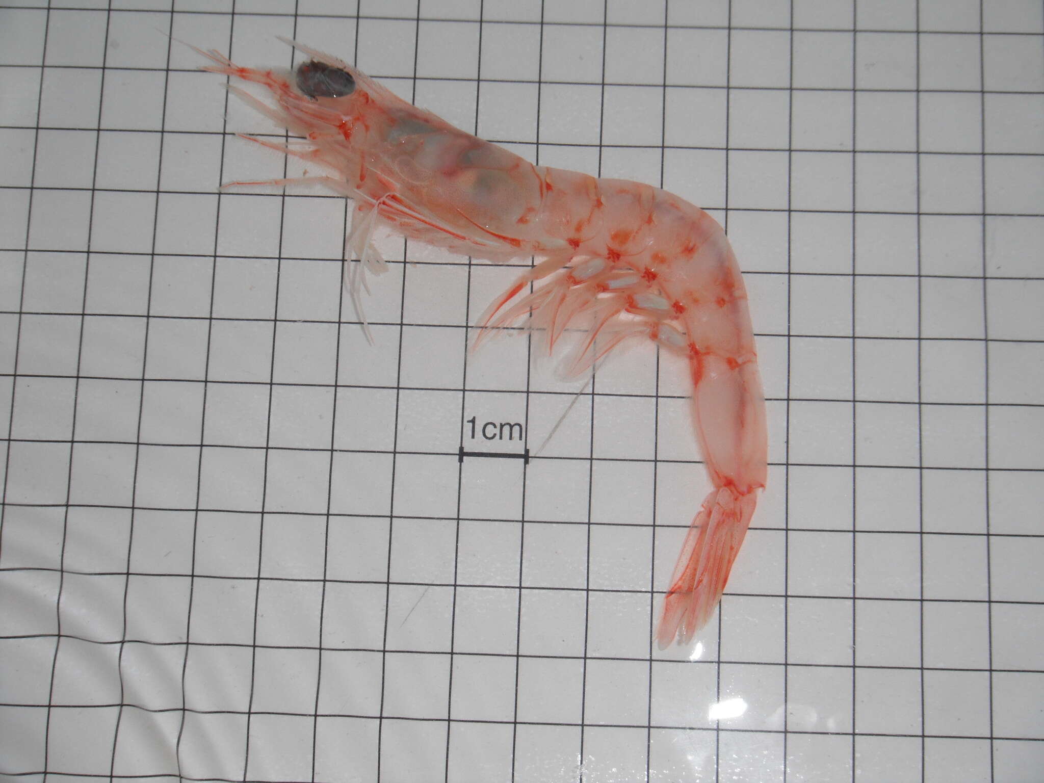 Image of pinkspeckled shrimp
