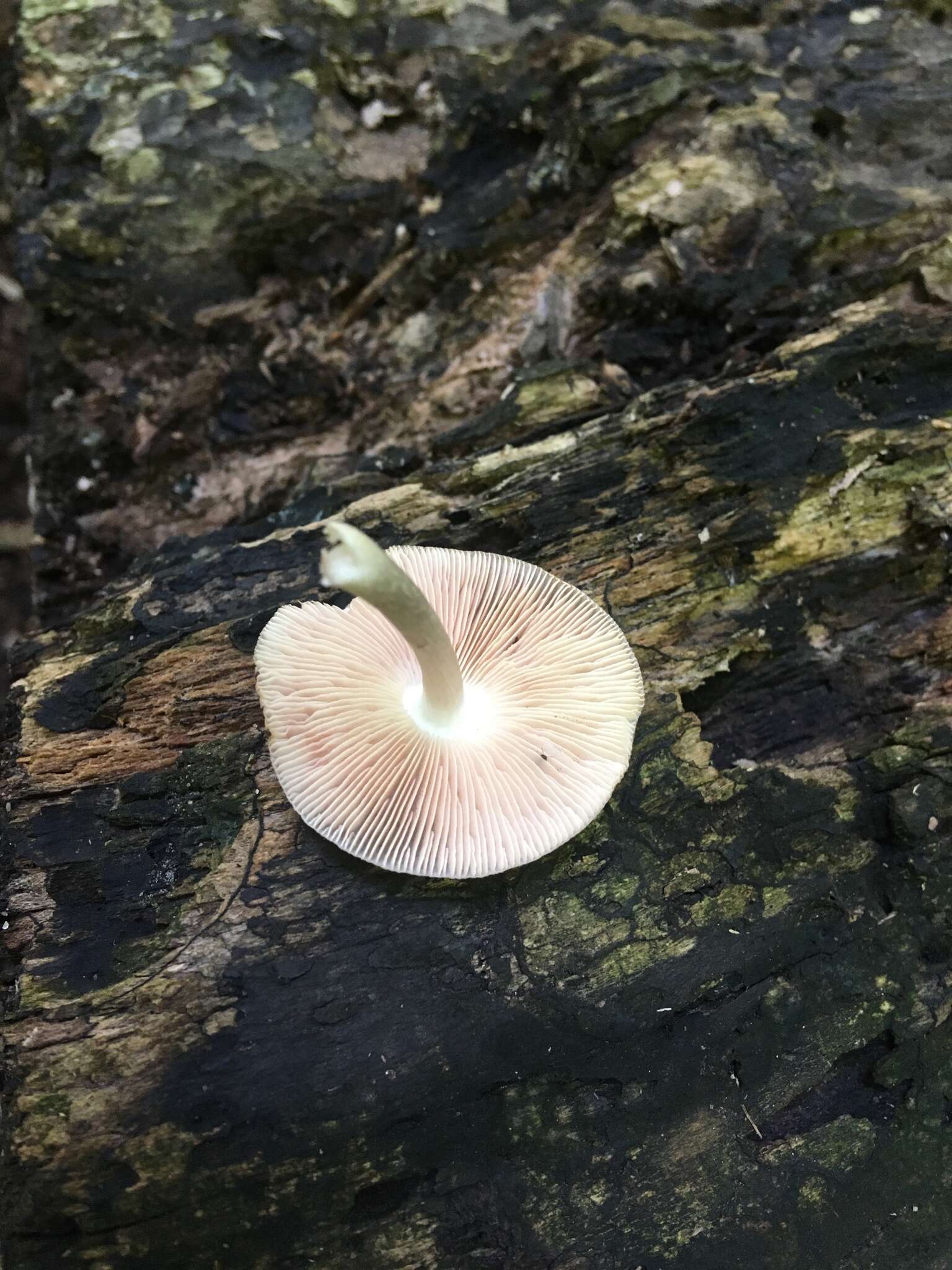 Image of Pluteus septocystidiatus Ševcíková, Antonín & Borovicka 2014