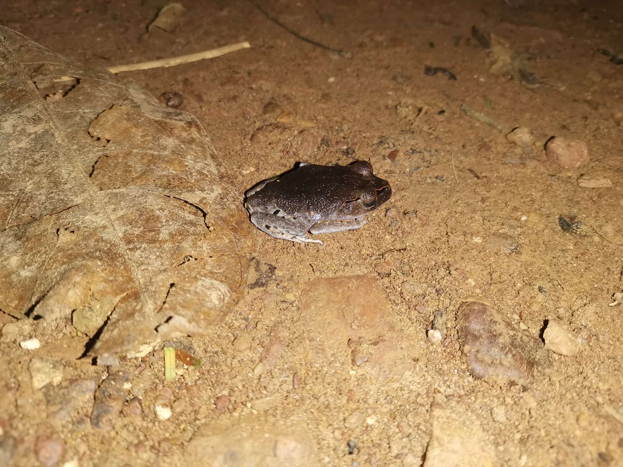 Image of Spotted Litter Frog