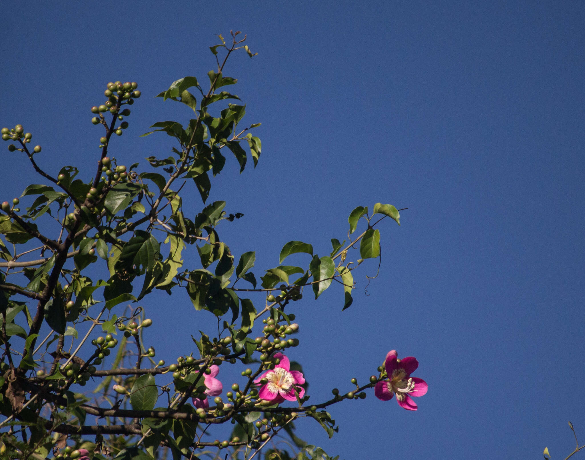 Image of Ceiba pubiflora (A. St.-Hil.) Schum.