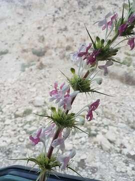 Image of Morina persica L.