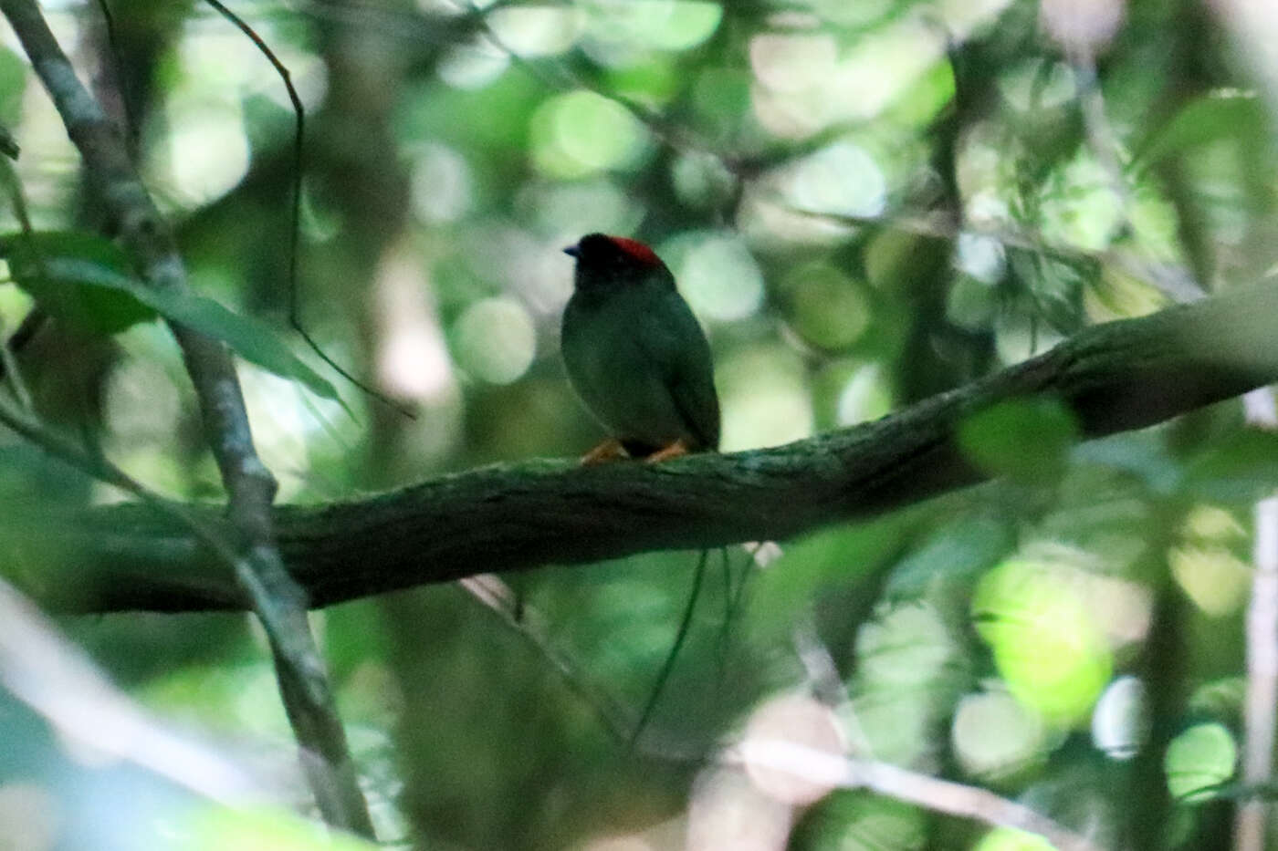 Image of Long-tailed Manakin