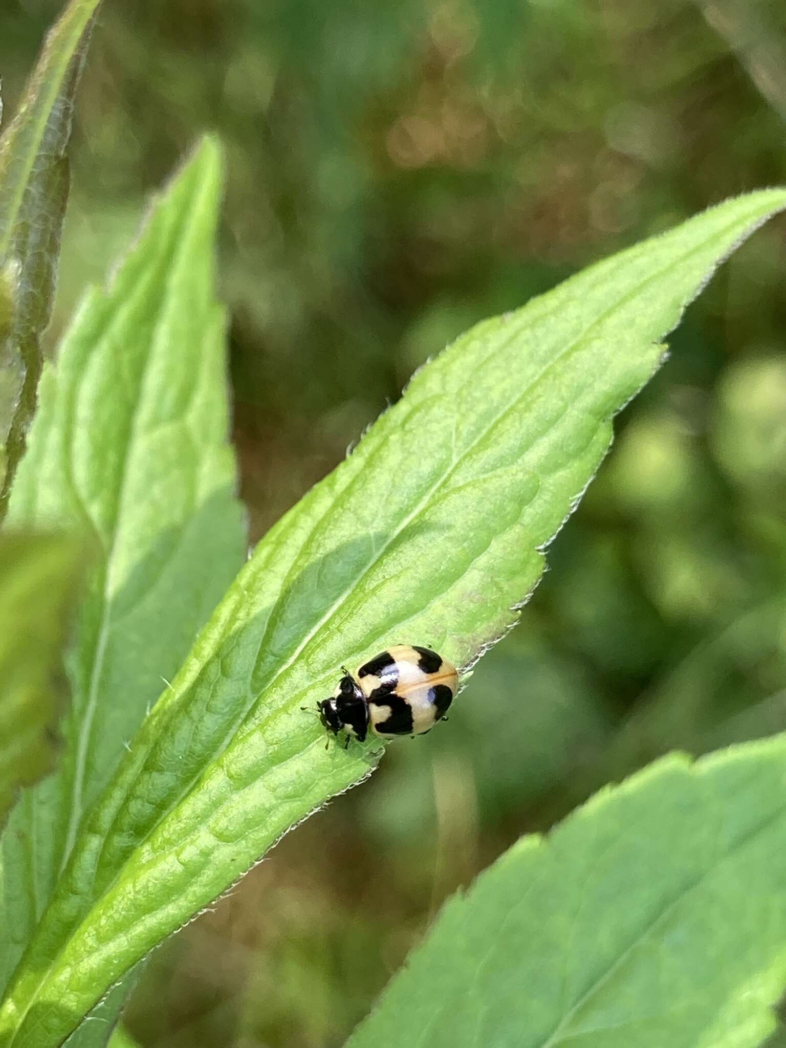 Image of Coccinella hieroglyphica kirbyi Crotch 1874