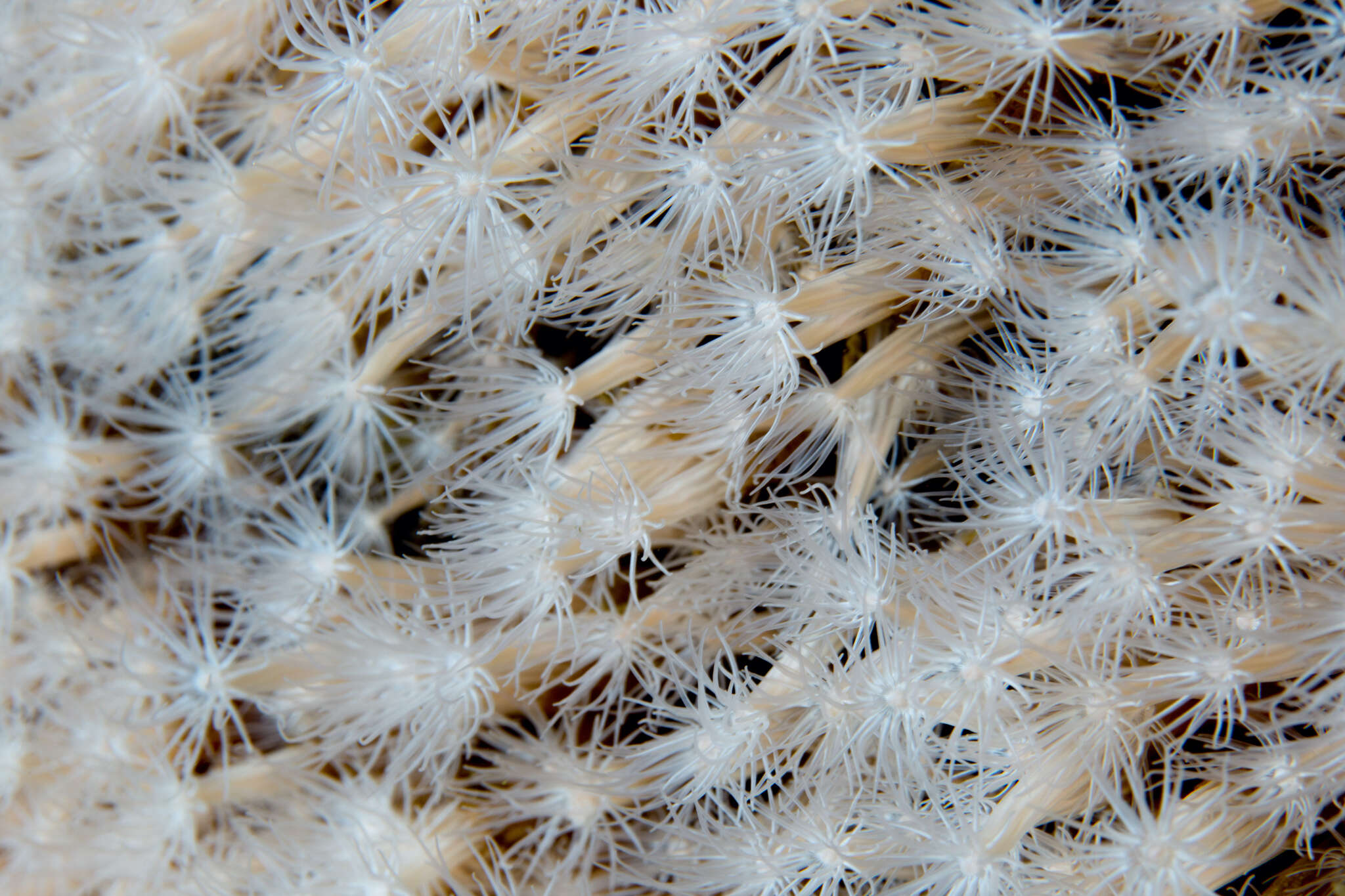 Image of lined sea anemone