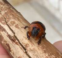 Plancia ëd Bolbocerosoma confusum Brown 1928