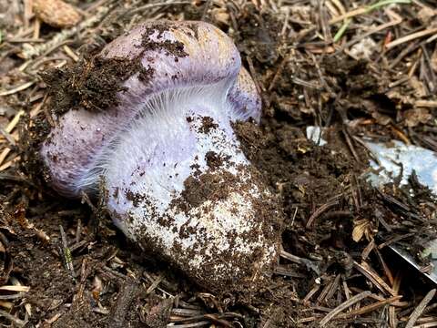 Image of Cortinarius subolivascens A. H. Sm. 1944