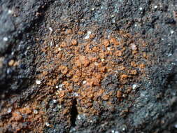 Image of dimple lichen