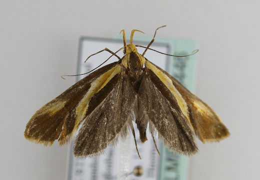 Image of <i>Harpella forficella</i> Scopoli 1763