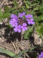 Imagem de Glandularia maritima (Small) Small