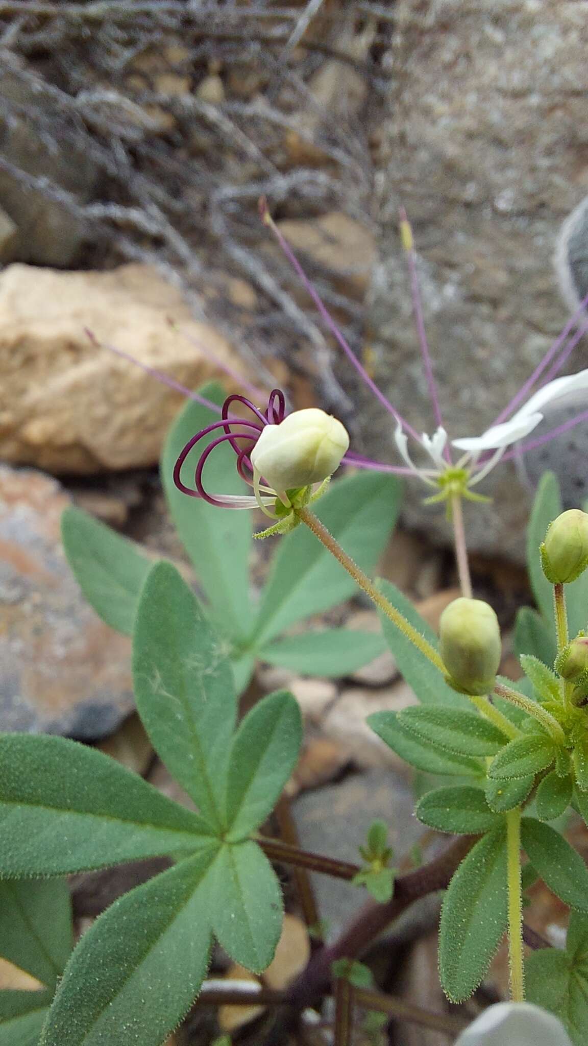 Image of Cleome chilensis DC.