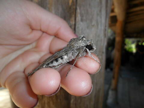 Слика од Isognathus scyron (Cramer 1780)