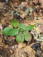 Image of Pelargonium radiatum (Andr.) Pers.