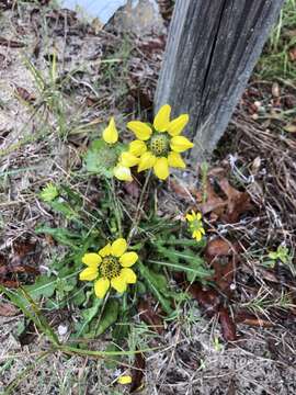 Image of Florida greeneyes