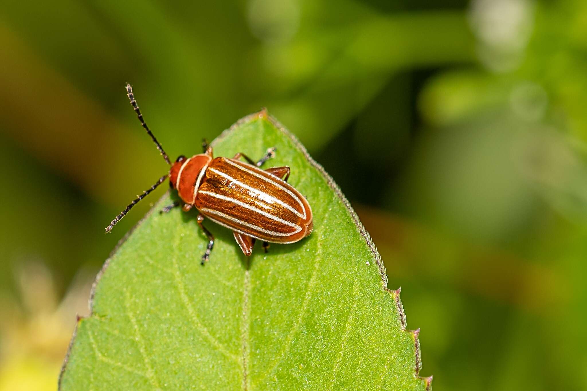 Image of Disonycha conjugata (Fabricius 1801)