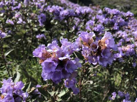 Strobilanthes kunthianus (Wall. ex Nees) T. Anders. ex Benth. resmi