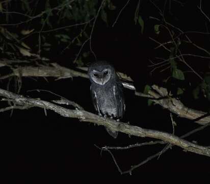 Image of Greater Sooty Owl