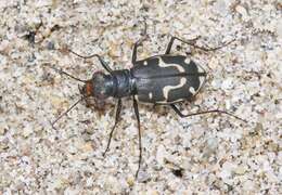 Image of Cicindela (Cicindela) hirticollis gravida Le Conte 1851