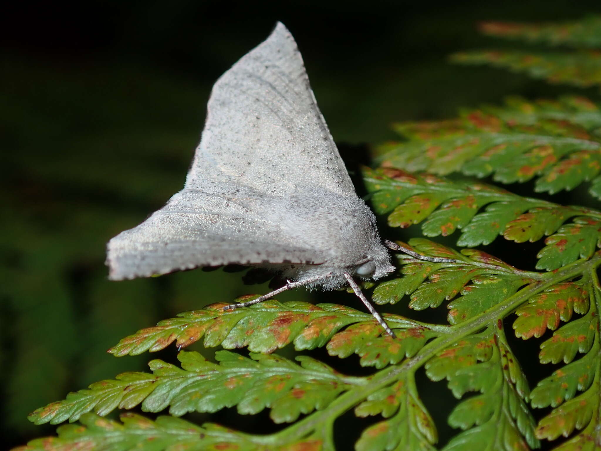 Image of Oenochroma subustaria Walker 1860