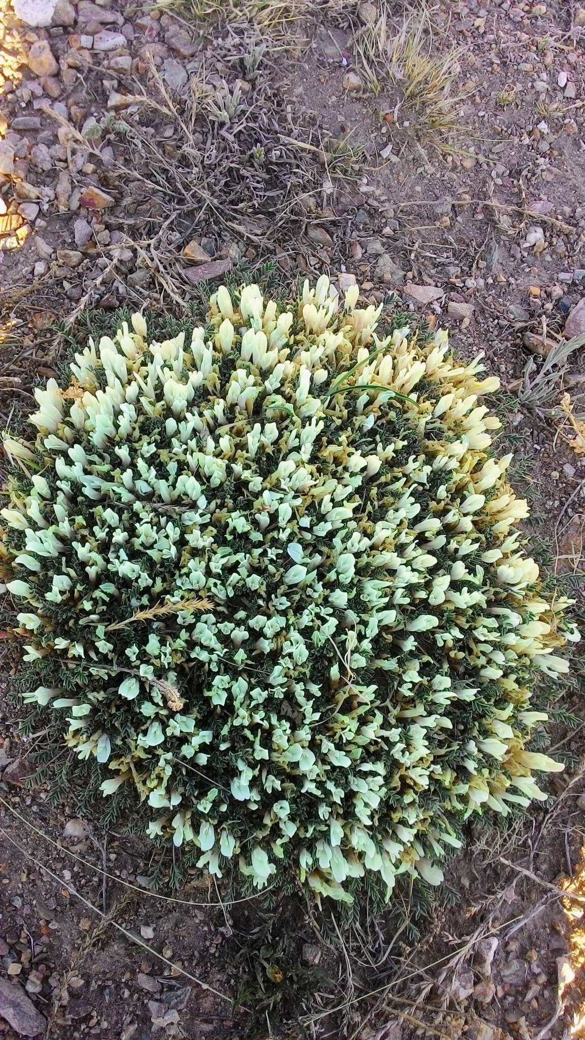 Image of Astragalus brevifolius Ledeb.