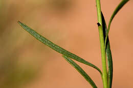 Lorandersonia pulchella (A. Gray) Urbatsch, R. P. Roberts & Neubig的圖片